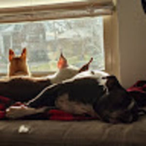 Meet your Posher, George